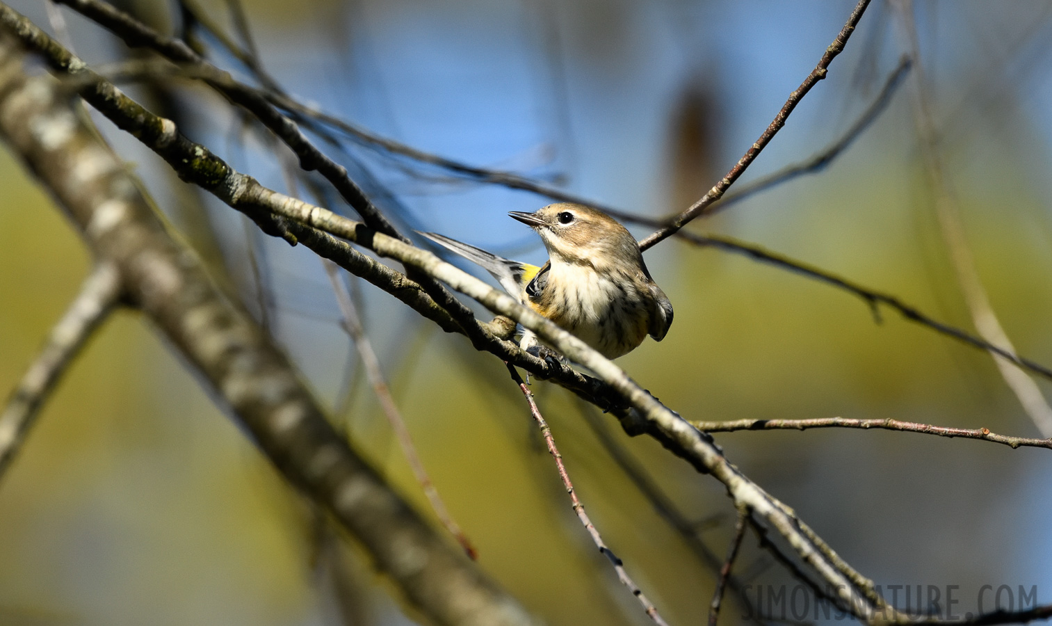 Setophaga coronata [400 mm, 1/2000 sec at f / 8.0, ISO 1600]